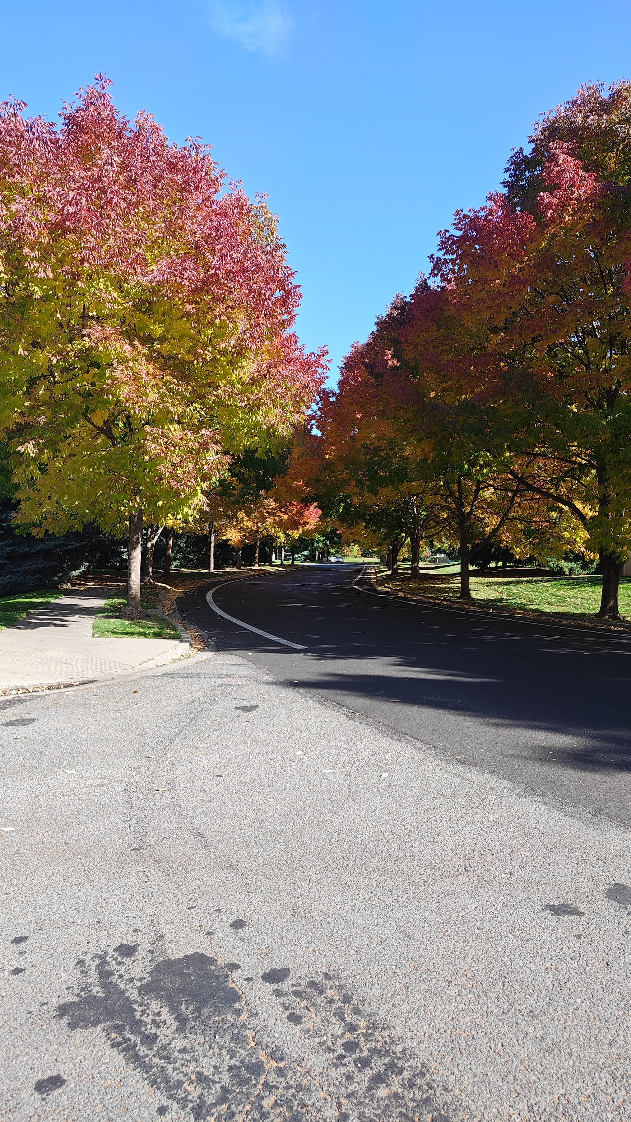 Tree-lined Coeur d'Alene Place street near StayInCDA